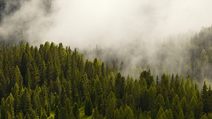 Forêt dans la brume