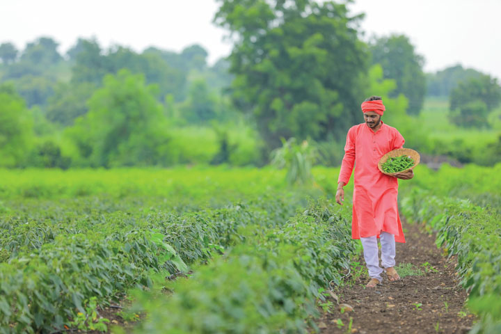 Man walking through a farming column picking fresh beans