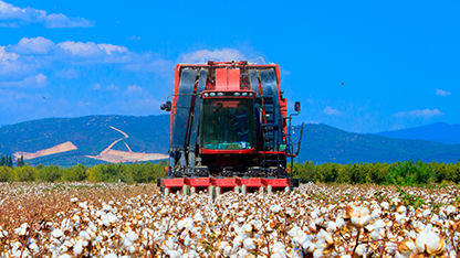 Récolte du coton dans le champ sous le ciel bleu