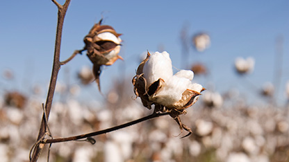 le coton pousse au soleil