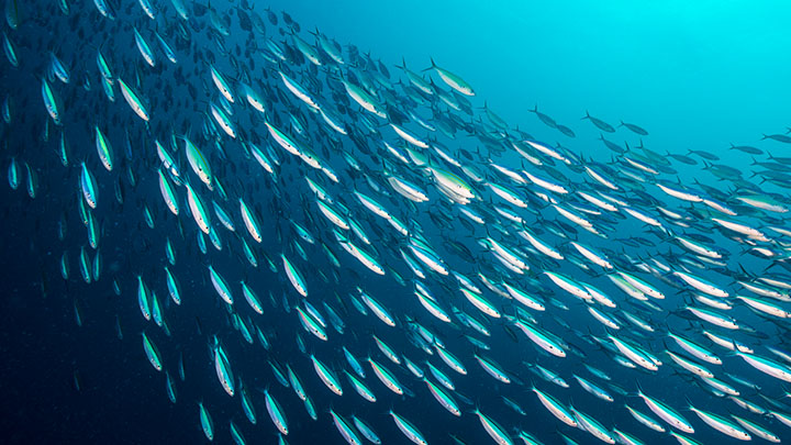 school of fish swimming in a clear both ocean with sunlight filtering through the surface.