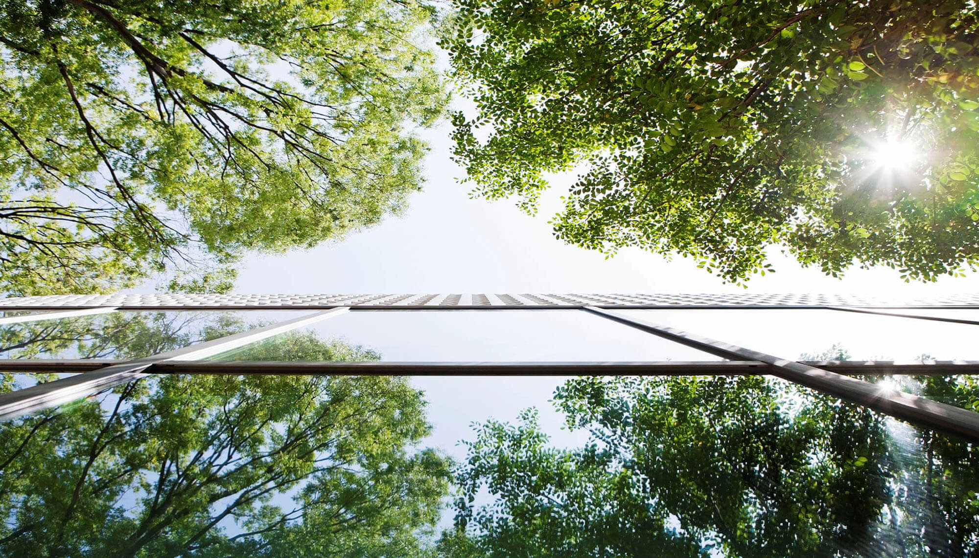 Windows of an office building with trees in the reflection.